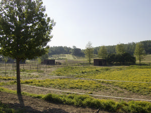 ampi paddock con box in legno