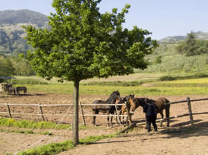 pensione cavalli in crescita a paddok