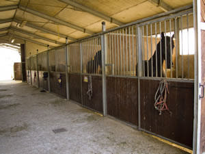 cavalli in fine carroiera mantenuti in ampi box