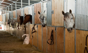 box in scuderia cavalli in attivita'